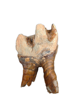 Wooly Rhino Tooth, Europe