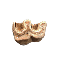 Wooly Rhino Tooth, Europe