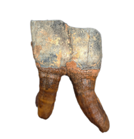 Wooly Rhino Tooth, Europe