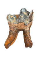 Wooly Rhino Tooth, Europe