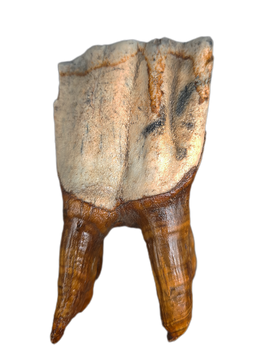 Wooly Rhino Tooth, Europe