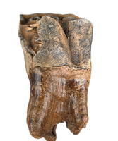 Wooly Rhino Tooth, Europe