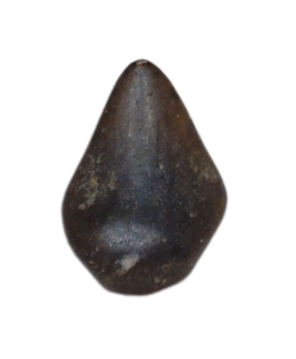 Stegoceras (Pachycephalosaur) Tooth, Judith River Formation