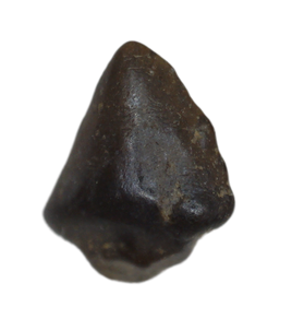 Stegoceras (Pachycephalosaur) Tooth, Judith River Formation