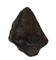 Stegoceras (Pachycephalosaur) Tooth, Judith River Formation