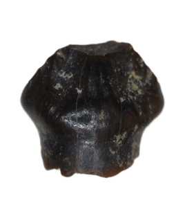 Stegoceras (Pachycephalosaur) Tooth, Judith River Formation
