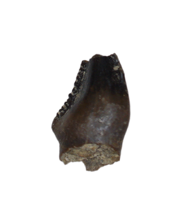Stegoceras (Pachycephalosaur) Serrated Pre Max Tooth, Judith River Formation