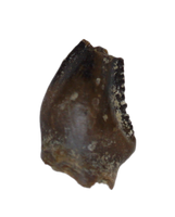 Stegoceras (Pachycephalosaur) Serrated Pre Max Tooth, Judith River Formation