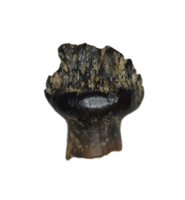 Ankylosaur Tooth, Judith River Formation