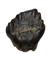 Edmontonia Tooth, Judith River Formation