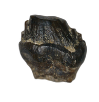 Edmontonia Tooth, Judith River Formation