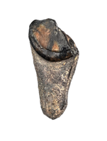 Dire Wolf Tooth, Florida