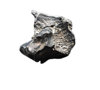 Dire Wolf Jaw Section with Tooth, Florida