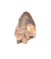 Tyrannosaur Tooth Tip, Two Medicine Formation.