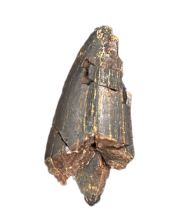 Tyrannosaur Tooth, Two Medicine Formation.