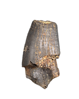 Tyrannosaur Tooth, Two Medicine Formation.