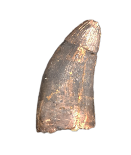 Tyrannosaur Tooth, Two Medicine Formation.