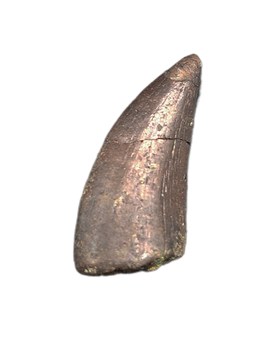 Tyrannosaur Tooth, Two Medicine Formation.