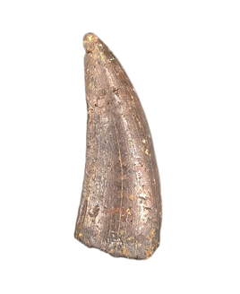 Tyrannosaur Tooth, Two Medicine Formation.