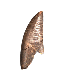 Tyrannosaur Tooth, Two Medicine Formation.