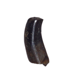Mammal Tooth, Judith River Formation