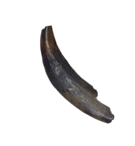 Mammal Tooth, Judith River Formation