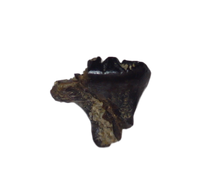 Mammal (Mesodoma?) Tooth, Judith River Formation