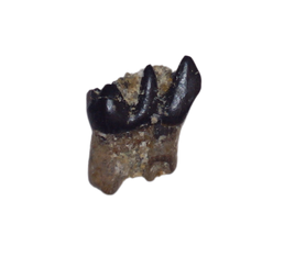 Mammal (Alphadon?) Tooth, Judith River Formation