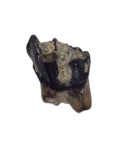 Mammal (Alphadon?) Tooth, Judith River Formation