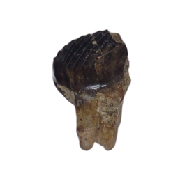 Mammal (Cimexomys) Tooth, Judith River Formation
