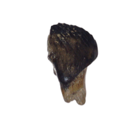 Mammal (Cimexomys) Tooth, Judith River Formation
