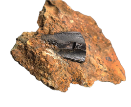 Hadrosaur (Likely Hypacrosaurus) Shed Tooth in Matrix