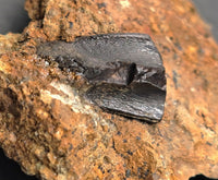 Hadrosaur (Likely Hypacrosaurus) Shed Tooth in Matrix