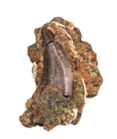 Dromaeosaurus (Raptor) Tooth, Judith River Formation