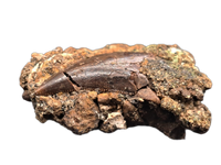 Dromaeosaurus (Raptor) Tooth, Judith River Formation