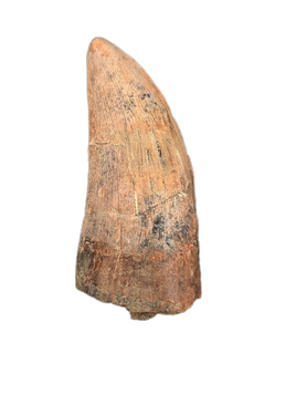 Tyrannosaur Tooth, Judith River Formation
