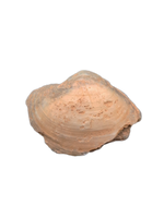 Oplaized Clam