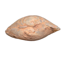Oplaized Clam
