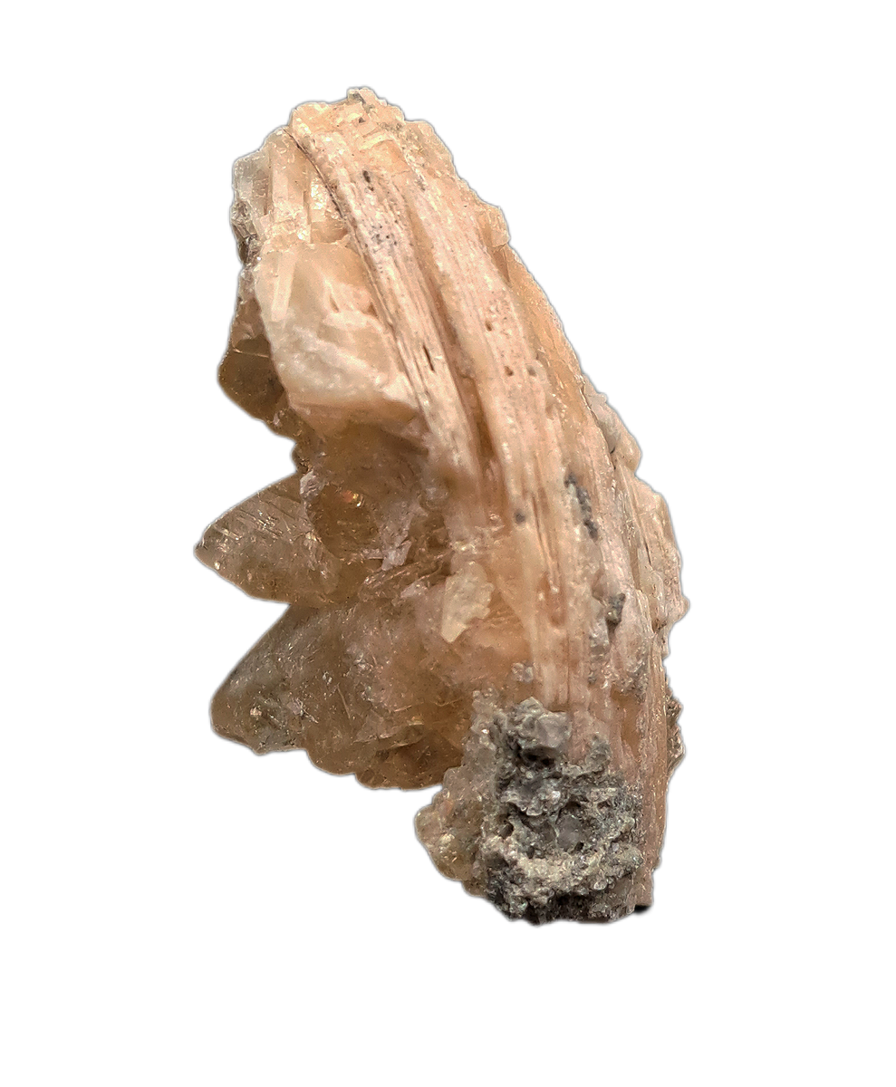 Rucks Pit Clam Filled with Golden-Yellow Calcite Crystals| The Daily Rex