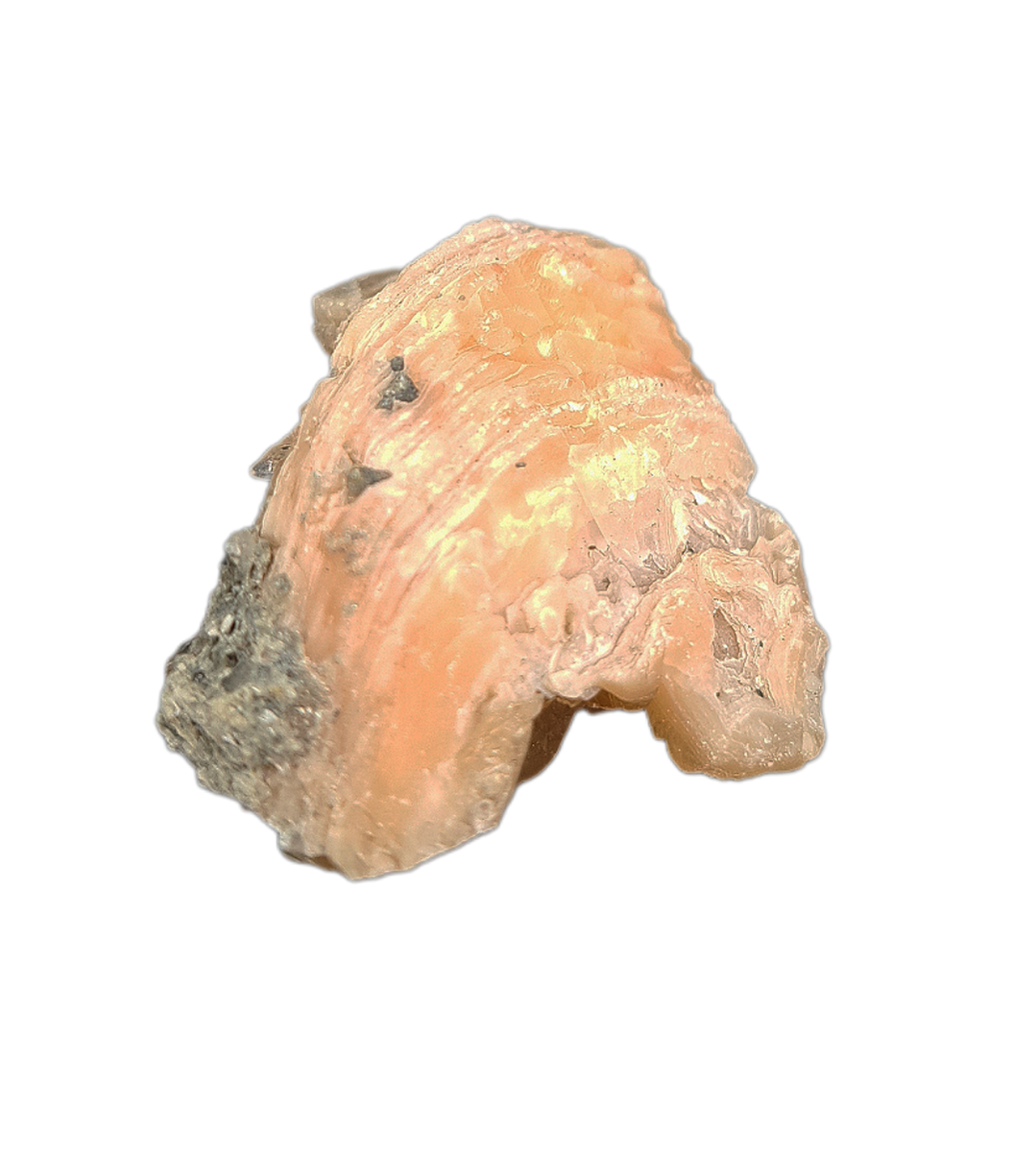 Rucks Pit Clam Filled with Golden-Yellow Calcite Crystals| The Daily Rex