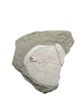 Fish Scale, Ketleri Formation, Late Devonian