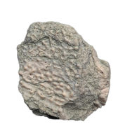 Placoderm Armor Section, Ketleri Formation, Late Devonian