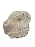 Placoderm Armor Section, Ketleri Formation, Late Devonian