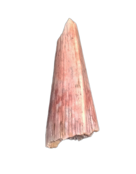 Early Tetrapod or Lobed Finned Fish Tooth, Ketleri Formation, Late Devonian