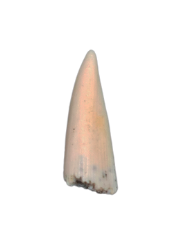 Early Tetrapod or Lobed Finned Fish Tooth, Ketleri Formation, Late Devonian