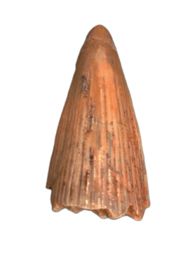 Early Tetrapod or Lobed Finned Fish Tooth, Ketleri Formation, Late Devonian