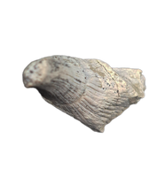 Early Tetrapod or Lobed Finned Fish Tooth, Ketleri Formation, Late Devonian