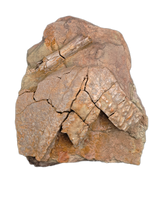 Placoderm Armor Section with Vertebrate Bone, Ketleri Formation, Late Devonian