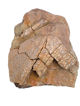 Placoderm Armor Section with Vertebrate Bone, Ketleri Formation, Late Devonian