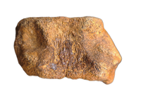 Cetiosaurus/Duriatitan (Sauropod) Vertebrae, England